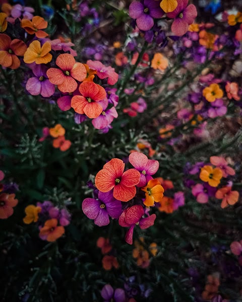 Eine dichte Ansammlung von kleinen, farbenfrohen Blüten in leuchtenden Orange-, Pink- und Lilatönen wächst an dünnen, grünen Stängeln vor einem dunklen, schattigen Hintergrund.