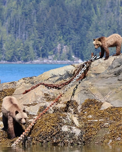 Zwei hellbraune Grizzlybären erkunden ein felsiges, mit Algen bewachsenes Meeresufer. Ein Bär läuft unten links am Wasser, während der andere oben rechts auf den Felsen steht und auf dicke, rostige Metallketten blickt, die über das Gestein verlaufen. Im Hintergrund sind blaues Wasser und eine dicht bewaldete Küste zu sehen.
