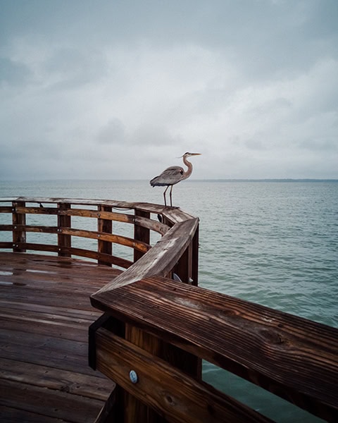 Ein großer Kanadareiher (Great Blue Heron) steht im Profil auf dem nassen Holzgeländer der Aussichtsplattform des Tybee Island Pier (oder des nahegelegenen Back River Pier) vor Tybee Island, Georgia, und blickt über das ruhige, grau-grüne Meer unter einem wolkenverhangenen Himmel.