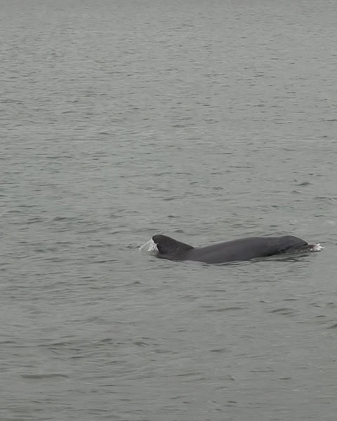 Ein Großer Tümmler (Dolphin) schwimmt an der Wasseroberfläche des Meeres (nahe Hilton Head Island, South Carolina), wobei sein dunkler Rücken und die charakteristische Rückenflosse (Finne) inmitten des leicht welligen, grau-braunen Wassers unter einem bewölkten Himmel zu sehen sind.