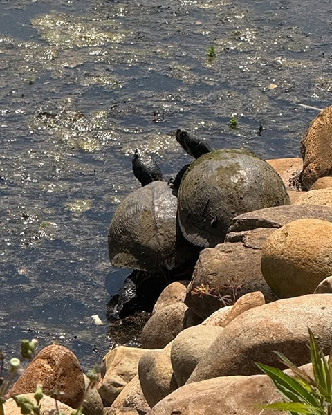 Zwei große Schildkröten sitzen nebeneinander auf runden Steinen am Ufer eines trüben Gewässers und strecken ihre Hälse in die Sonne.