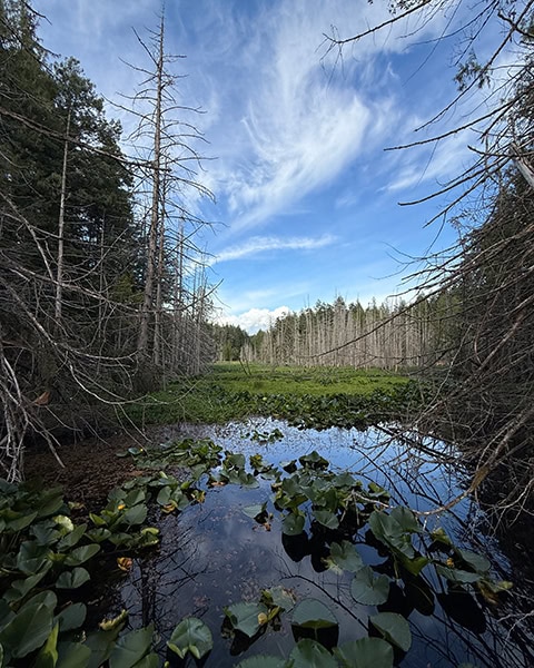 Ein ruhiger Teich mit zahlreichen großen Seerosenblättern im Vordergrund liegt inmitten eines dichten Waldes. Der Blick öffnet sich auf eine helle, grüne Sumpfwiese, die von kahlen, abgestorbenen Baumstämmen und dichten Nadelbäumen gesäumt wird. Am strahlend blauen Himmel darüber ziehen feine, weiße Schleierwolken.