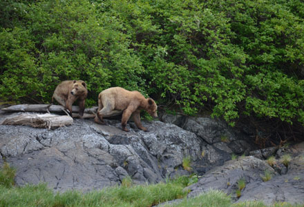Kanada/British Columbia/Port Hardy/DUMMY - Bärenbeobachtung und Fähre