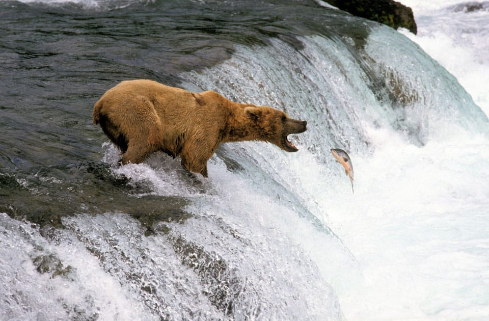 Bär fängt einen Lachs an den Brooks Falls Alaska