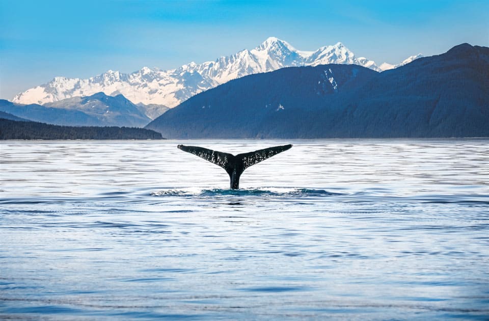 Wal Alaska