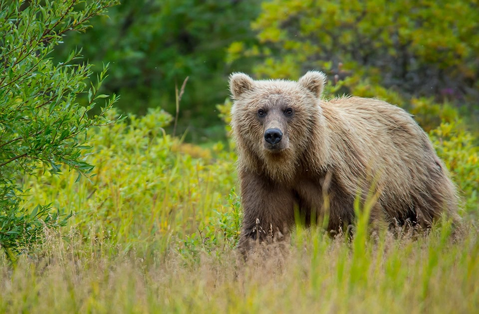 Frontalansicht eines hellbraunen Grizzlybären, der in einer Wiese mit hohem Gras und grünen Sträuchern steht.