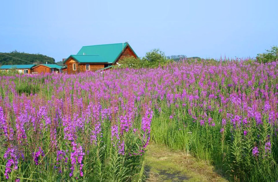 Ein großes Feld mit dicht blühendem, violettem Schmalblättrigem Weidenröschen, durch das ein schmaler Pfad führt. Im Hintergrund stehen mehrere Holzhäuser mit markanten, grünen Dächern unter einem klaren, hellblauen Himmel.