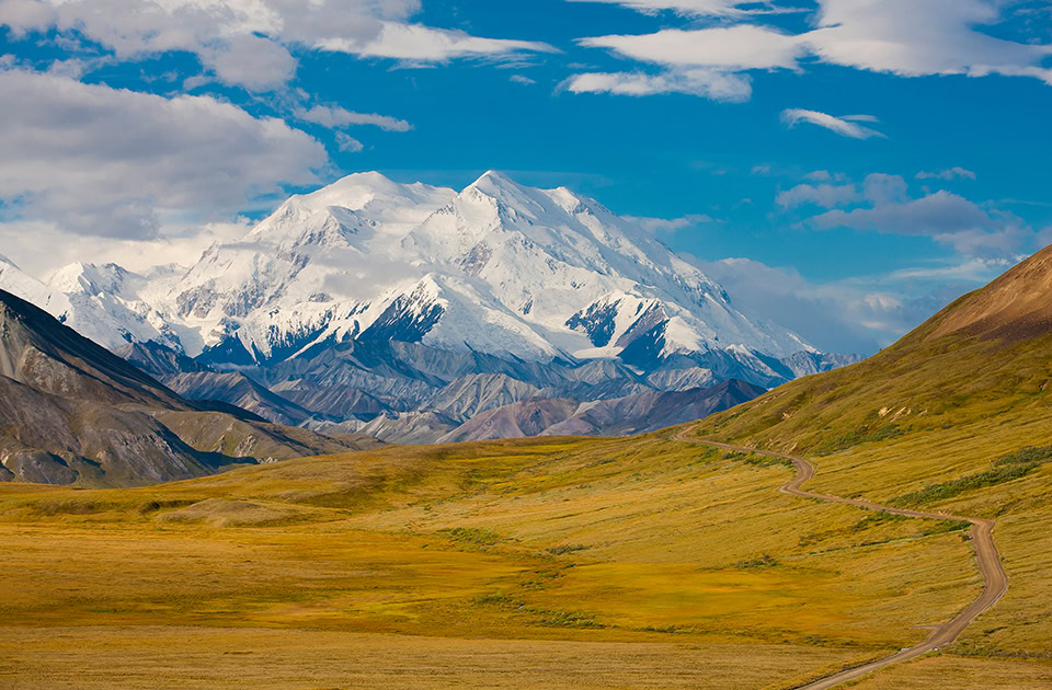 Eine weite Landschaft im Denali-Nationalpark in Alaska mit dem schneebedeckten Denali (Mount McKinley) im Hintergrund unter blauem Himmel mit weißen Wolken. Im Vordergrund erstreckt sich eine hügelige, gelb-grüne Tundra-Landschaft, durch die sich eine unbefestigte Schotterstraße von rechts unten in die Ferne schlängelt.