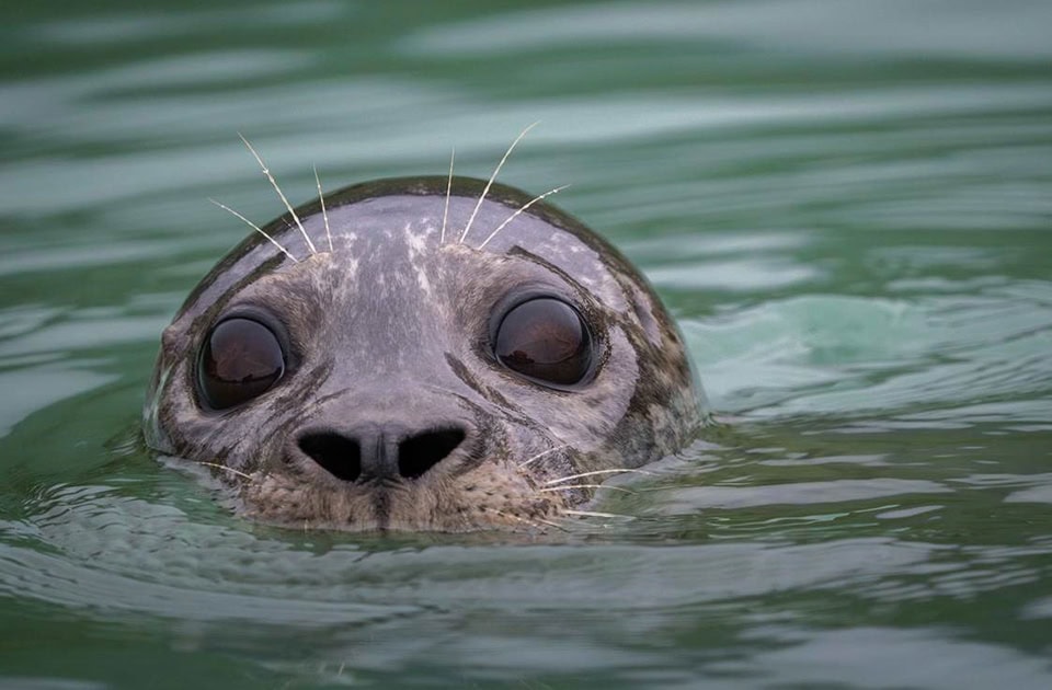Ein Seehundkopf ragt frontal aus ruhigem, grünlichem Wasser hervor.Das Tier blickt mit großen, dunklen, runden Augen direkt nach vorne. Der Kopf hat ein grau-braun geflecktes Fellmuster. Die dunkle Nase zeigt zwei deutlich sichtbare, V-förmige Nasenlöcher. Auffällig sind die langen, hellen, fächerförmig abstehenden Schnurrbärte über den Augen und an der Schnauze. Die Wasseroberfläche spiegelt sich leicht auf der nassen Stirn des Seehunds.