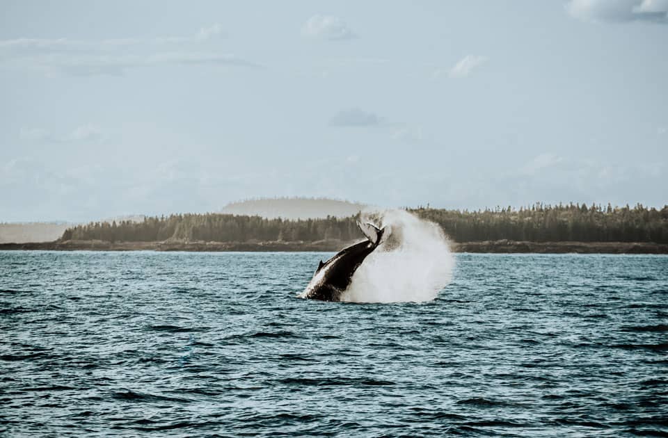 Walbeobachtung in Atlantik Kanada