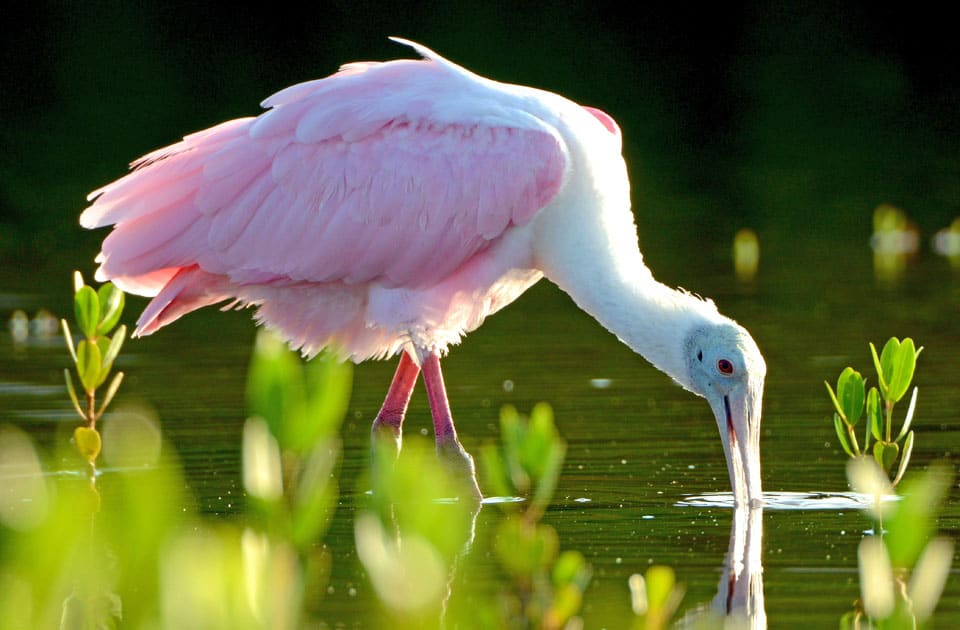 Roseate Spoonbill Fort Myers Florida