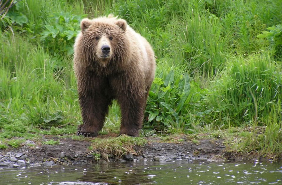 Bärenbeobachtung Kodiak Brown Bear Center