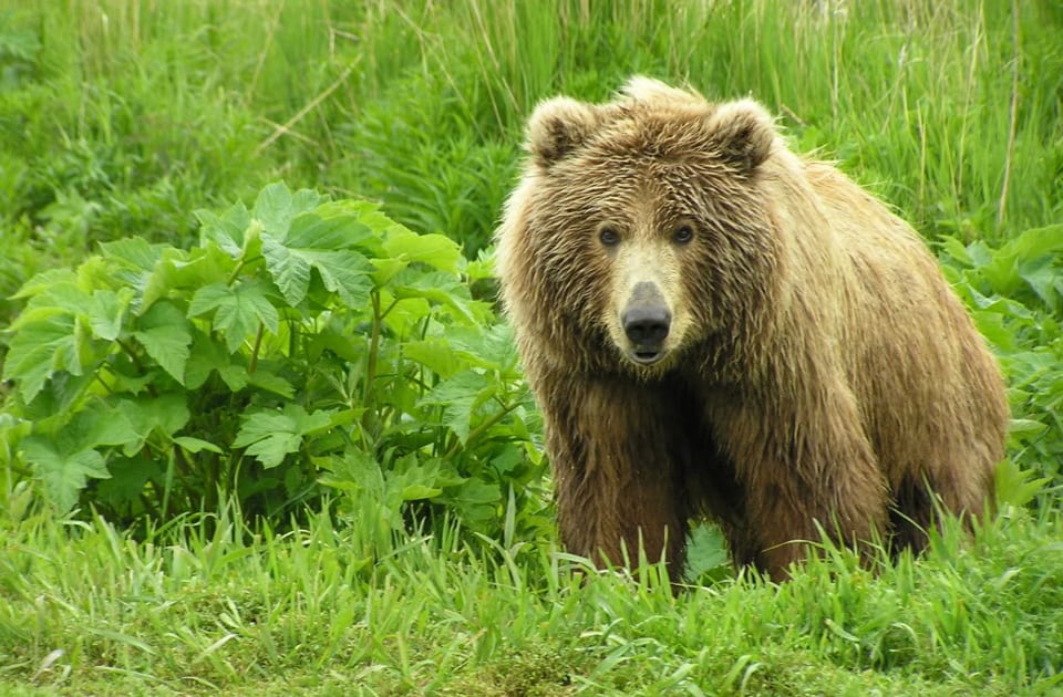 Grizzly Bär in Alaska