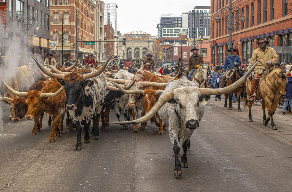 Stock Show Parade in Denver Colorado