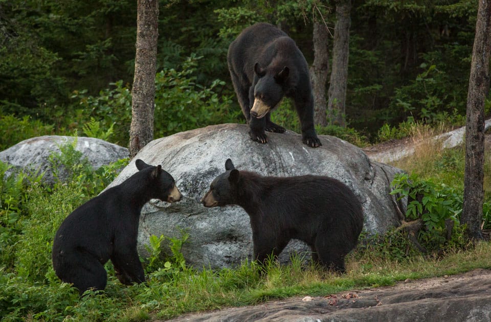 Bärenbeobachtung in Ostkanada