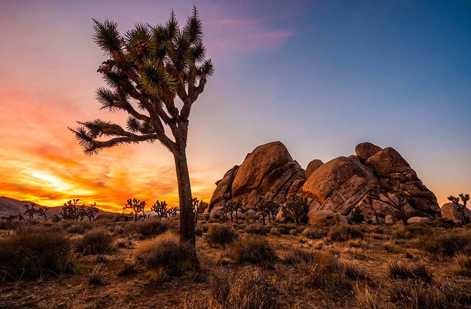 Ein markanter Josua-Palmlilie (Joshua Tree) steht im Vordergrund einer trockenen Wüstenlandschaft vor einer Gruppe großer, runder Felsformationen. Im Hintergrund leuchtet ein intensiver Sonnenuntergang in kräftigen Orange-, Gelb- und Pinktönen am Himmel.