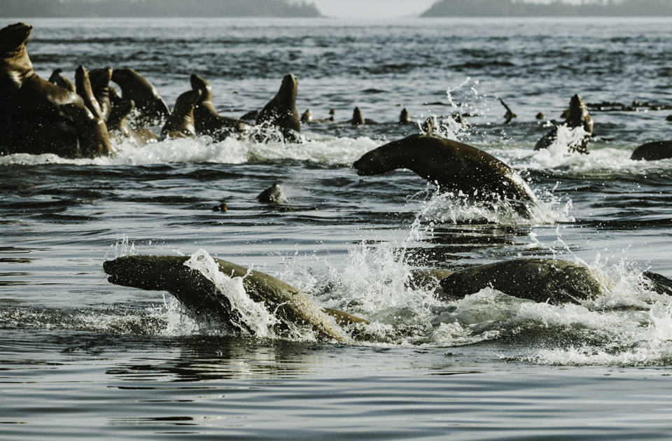 Seelöwen vor Haida Gwaii
