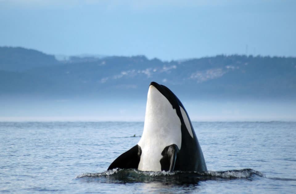 Orca vor Vancouver Island