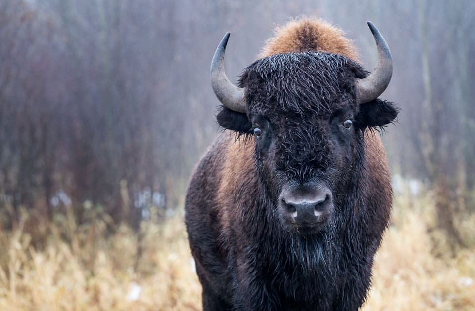 Bison im Elk Island Nationalpark