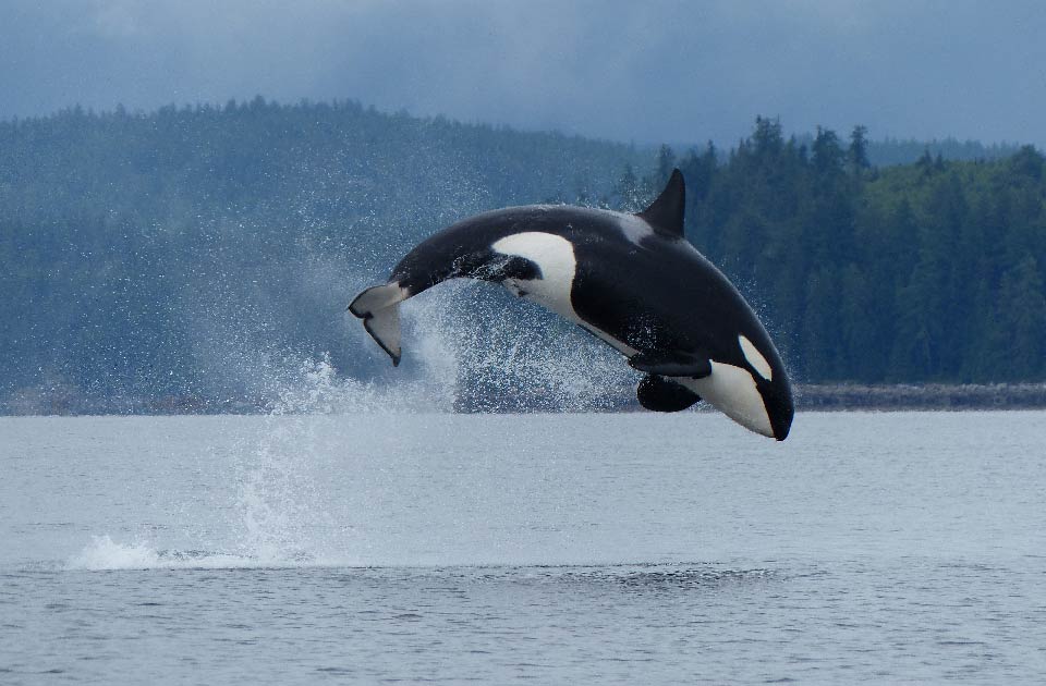 Orca in Campbell River