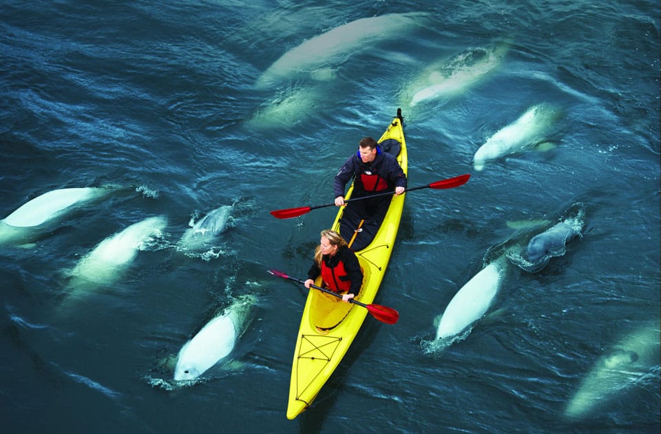 Kajaktour mit Belugawalen