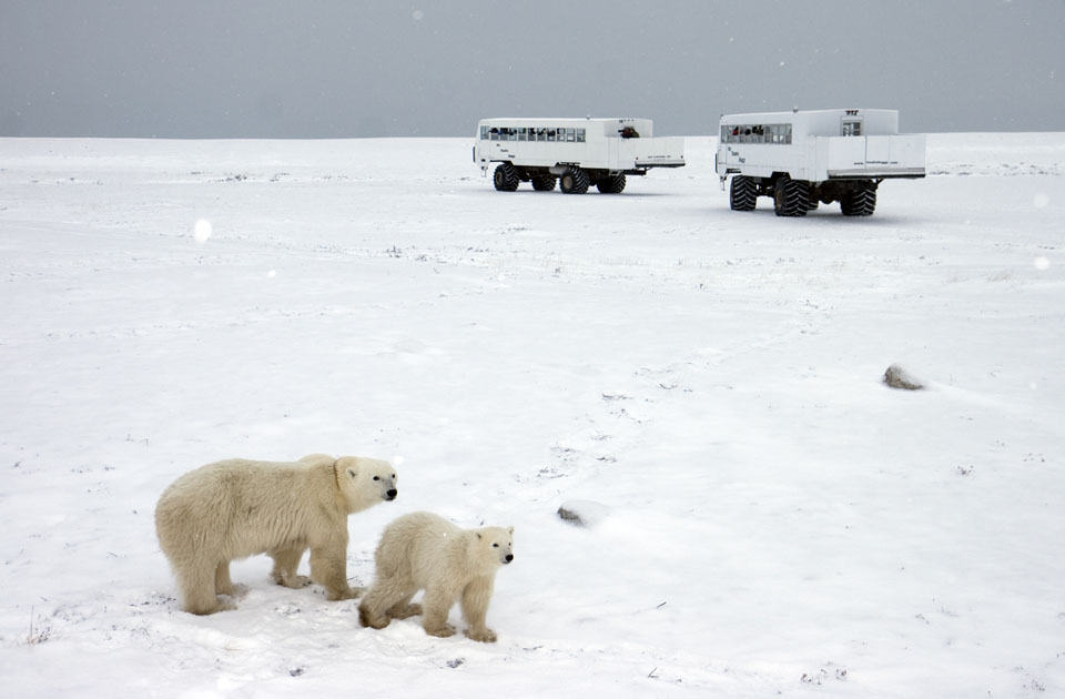 Mit den Tundra Buggies auf Eisbärenbeobachtungstour