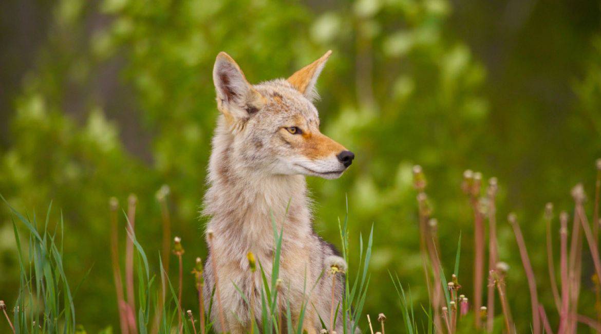Yukon-Kanada-Kojote-credit-Holger-Bergold
