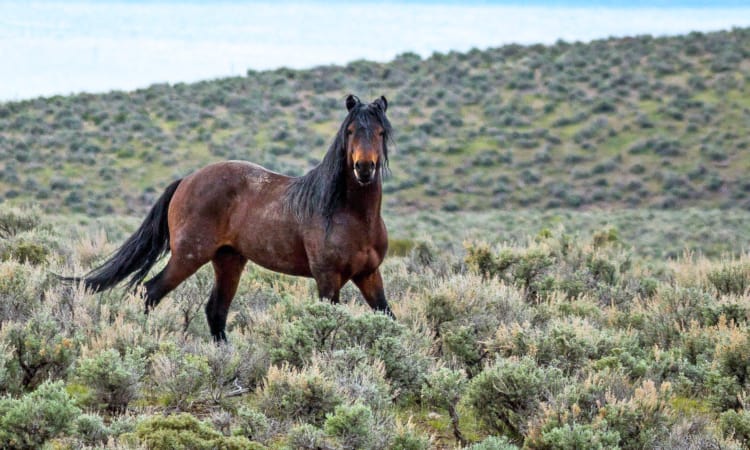 2-Cowboy-Ranches-Wild-Pferd