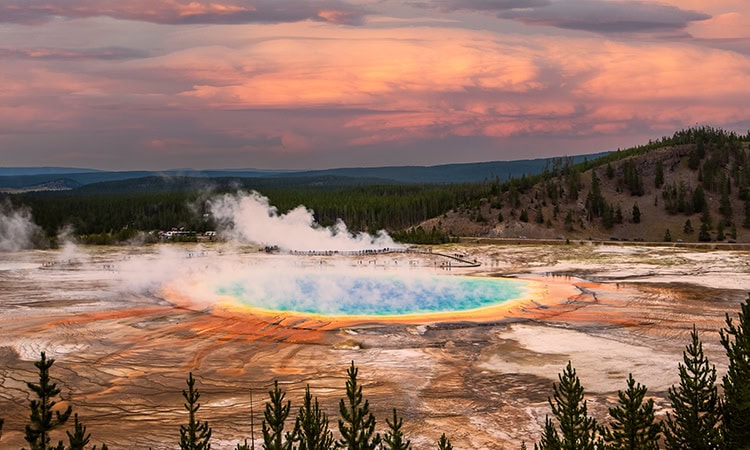 Eine Weitwinkelaufnahme zeigt die Grand Prismatic Spring im Yellowstone-Nationalpark während der Abenddämmerung. Die heiße Quelle leuchtet im Zentrum tiefblau und ist von konzentrischen Ringen in Cyan, Gelb, Orange und Rot umgeben. Weißer Dampf steigt von der Wasseroberfläche auf und zieht über das umliegende, von hydrothermalen Ablagerungen geprägte Gelände. Im Hintergrund erstreckt sich eine Hügellandschaft mit dichten Nadelwäldern unter einem bewölkten Himmel, der von der untergehenden Sonne in sanfte Rosa- und Orangetöne getaucht wird. Im Vordergrund ragen die Spitzen einiger Nadelbäume in das Bild.