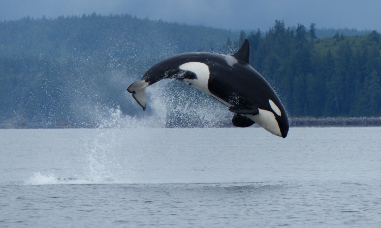 Orca breaching off the coast of Campbell River, Vancouver Island.