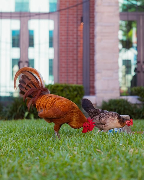 Ein Hahn und eine Henne picken auf einer grünen Wiese vor einem Backsteingebäude in Ybor City.