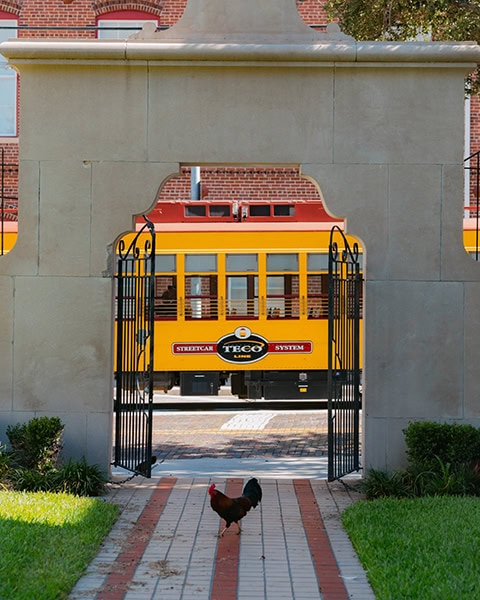 Ein Hahn läuft auf einem Gehweg durch ein steinernes Tor, hinter dem eine gelbe TECO Line Straßenbahn in Ybor City vorbeifährt.