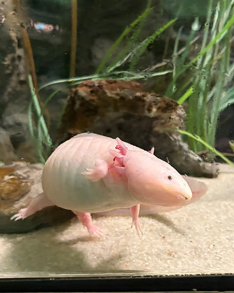 Axolotl