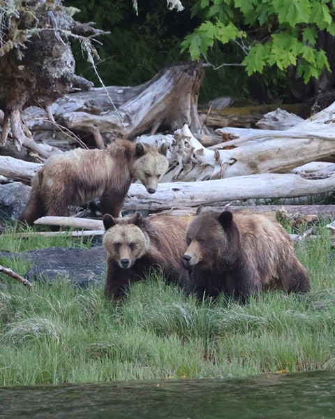 Drei Grizzlybären an einem bewaldeten Flussufer. Im Vordergrund stehen zwei Bären im grünen Gras am Wasser, während ein dritter, etwas kleinerer Bär im Hintergrund über gebleichtes Treibholz klettert. Im Hintergrund sind umgestürzte Baumwurzeln und grüne Ahornblätter zu sehen.