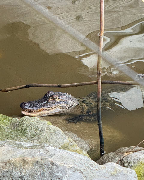 Ein kleiner Mississippi-Alligator schwimmt im trüben Wasser und blickt mit leicht geöffnetem Maul am felsigen Ufer, während dünne Äste im Vordergrund das Bild kreuzen.