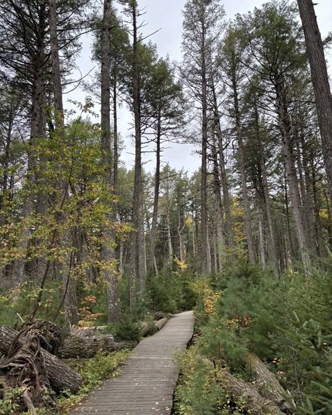 Bordwalk durch den Wald