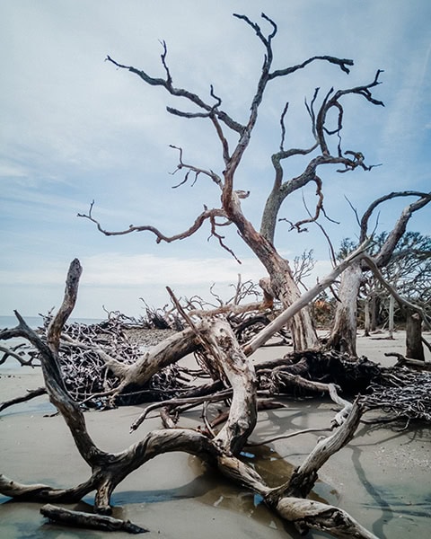 Ein mächtiger, abgestorbener Baum mit knorrigen, kahlen Ästen und freiliegenden Wurzeln liegt zusammen mit weiteren verwitterten Treibholzstämmen am sandigen Ufer des berühmten Driftwood Beach auf Jekyll Island in Georgia, während sich im Hintergrund der weite Strand unter einem leicht bewölkten Himmel erstreckt.