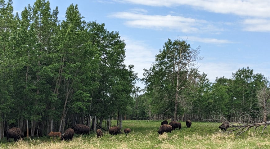 Bisons im Elk Island Nationalpark