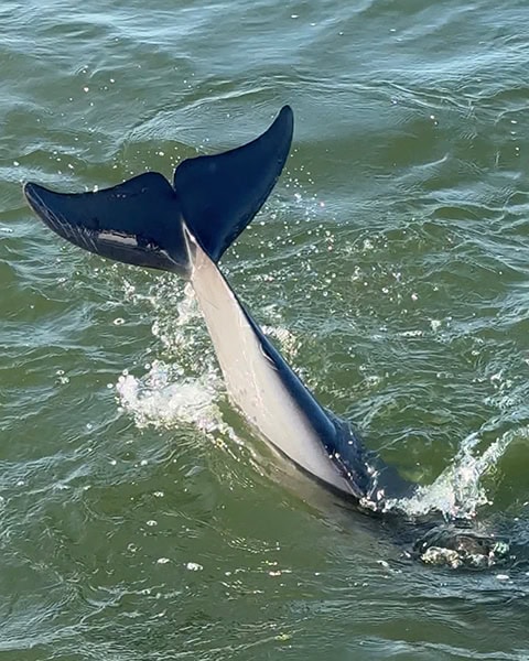 Die Schwanzflosse (Fluke) eines Großen Tümmlers ragt beim Abtauchen senkrecht aus dem welligen Wasser der Mobile Bay, während das Tier feine Wasserspritzer aufwirft.