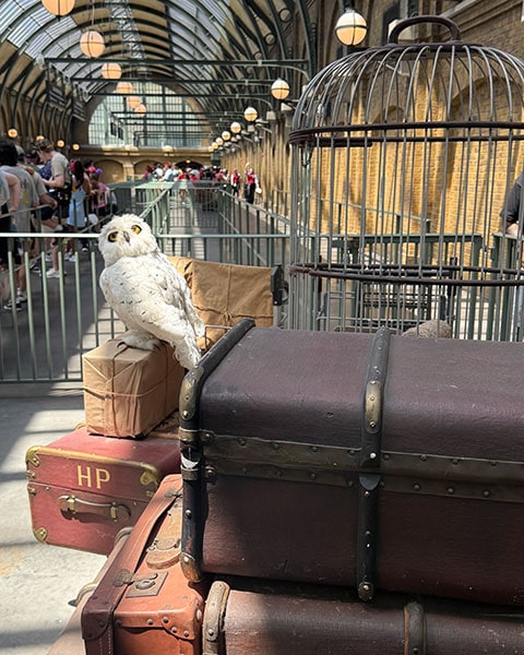 Die weiße Eule Hedwig sitzt auf Reisekoffern mit den Initialen HP neben einem großen Vogelkäfig am Gleis 9 ¾ im King’s Cross Bahnhof der Universal Studios.