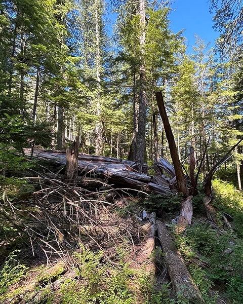 Blick in einen dichten Nadelwald mit hohen, schlanken Bäumen unter blauem Himmel. Im Zentrum liegt ein riesiger, morsch umgestürzter Baumstamm im Unterholz, umgeben von abgebrochenen Ästen, Moos und Farnen im hellen Sonnenlicht.