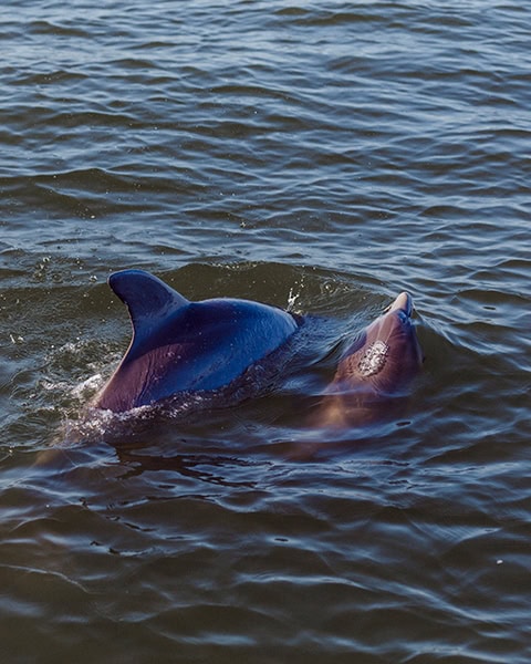 Ein Großer Tümmler und sein kleineres Jungtier schwimmen dicht nebeneinander an der Wasseroberfläche der Mobile Bay in Orange Beach, wobei die Rückenflosse des Muttertiers und die Schnauze des Jungtiers aus den Wellen ragen.