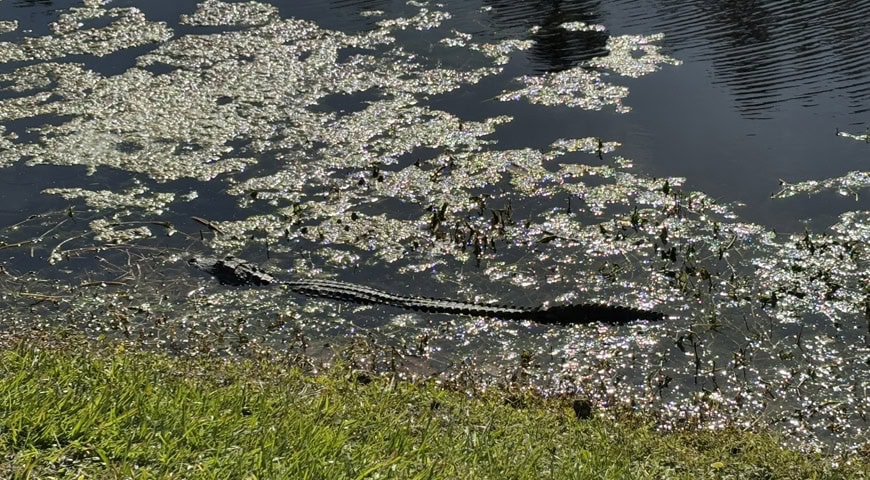 Kleiner Alligator im See