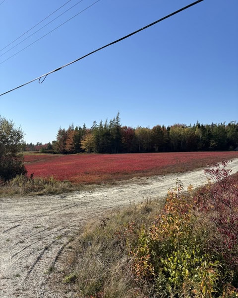 rot gefärbtes Feld