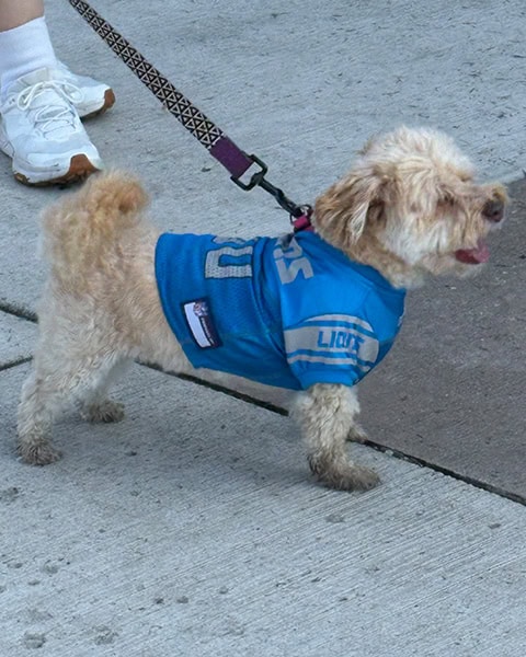 vierbeiniger Fan der Detroit Lions