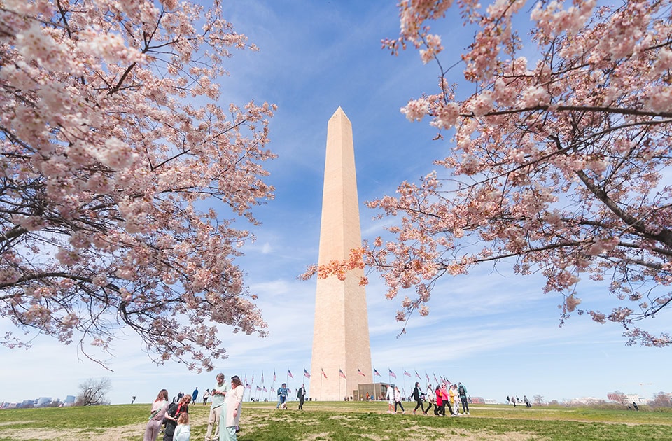 Das Washington Monument in Washington, D.C. während der Kirschblüte im Frühling.