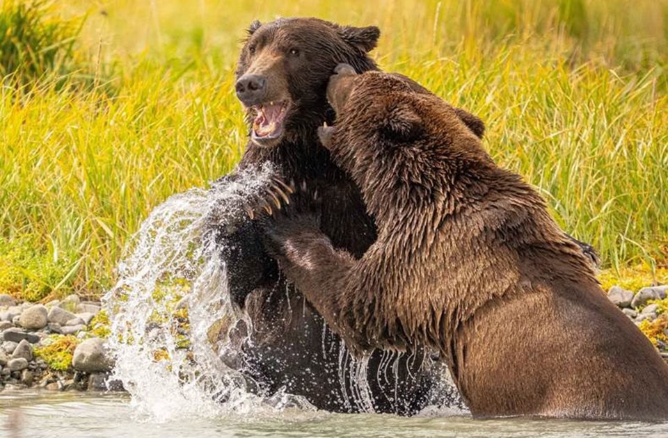 Zwei große Braunbären stehen im flachen Wasser am Ufer und rangeln miteinander. Der linke, dunklere Bär reißt das Maul auf, während Wasser heftig aufspritzt. Im Hintergrund ist eine Wiese mit hohem, gelblich-grünem Gras und ein steiniges Ufer zu sehen.